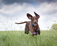 Photographing Pets - Get Started with our Guide!