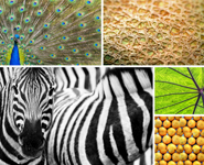 Theme Vote - Patterns In Nature